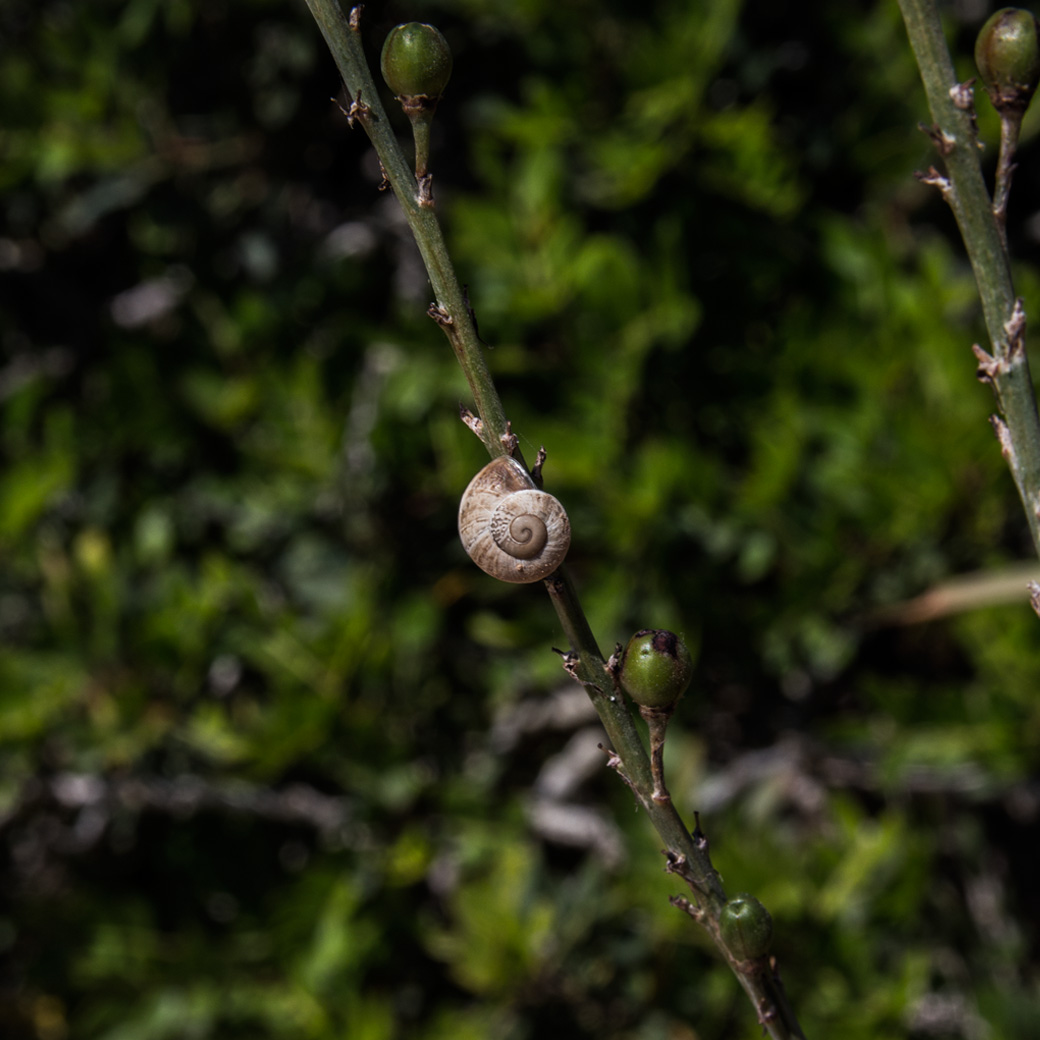 20 % der Pflanzenarten auf Cabrera gibt es nur an diesem Ort der Welt! Hier ein recht seltenes Exemplar der Schneckenhauspflanze ;).