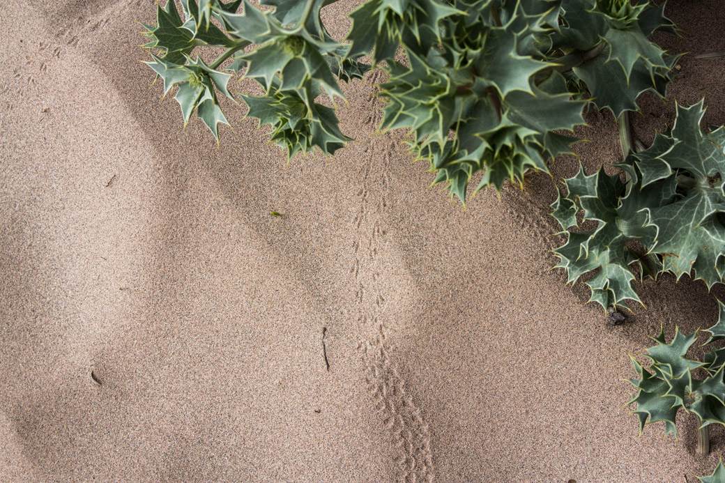 Überall entdeckt man Spuren im Sand.